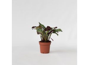 7428475784646 - Plant in a Box - Marante - Ctenanthe Amagris - Höhe 20-30cm - Topf 12cm