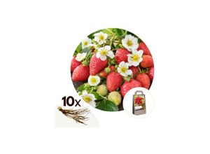 7428475791422 - Plant in a Box - Erdbeerpflanzen - 10 Stk - Fragaria elsanta - Rhizome - Rot 7428475791422 - Plant in a Box - Erdbeerpflanzen - 10 Stk - Fragaria elsanta - Rhizome - Rot