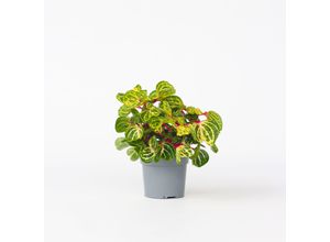 7428475860340 - Plant in a Box - Blutblatt - Iresine herbstii - Höhe 20-30cm - Topf 13cm