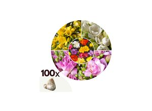 7428475887583 - Plant in a Box - Freesien - 100 Stk - Freesia Mix - Blumenzwiebeln - Mehrfarbig