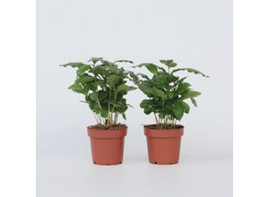 7428476032630 - Plant in a Box - Kaffeepflanze - 4 Stk - Coffea arabica - Höhe 25-40cm - Topf 12cm