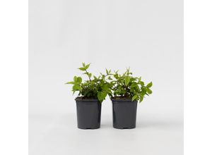 7428476033477 - Plant in a Box - Erdbeerpflanzen - 2 Stk - Deutzia Strawberry Fields - Höhe 25-40cm - Topf 17cm