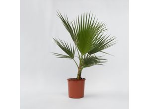 7428476102944 - Plant in a Box - Mexikanische Fächerpalme - 2 Stk - Washingtonia robusta - Höhe 70-90cm - Topf 21cm