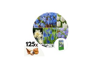 7428476131401 - Plant in a Box - Blumenzwiebelmischung - 125 Stk - Allium Narcissus Muscari Tulipa - Blau 7428476131401 - Plant in a Box - Blumenzwiebelmischung - 125 Stk - Allium Narcissus Muscari Tulipa - Blau