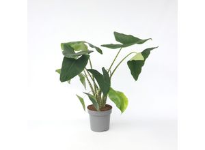 7428476195441 - Plant in a Box - Alokasie - Alocasia ebrina - Höhe 140-150cm - Topf 32cm