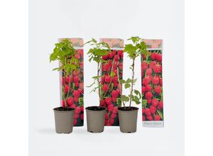 7428476247072 - Plant in a Box - Himbeerpflanzen - 6 Stk - Rubus ideaus Autumn Bliss - Höhe 25-40cm - Topf 9cm