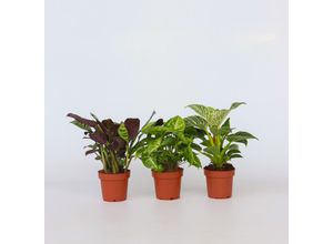 7428476247386 - Plant in a Box - Zimmerpflanzen-Mix - 3 Stk - Höhe 25-40cm - Topf 12cm