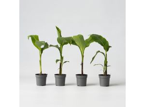 7428476275501 - Plant in a Box - Bananenpflanze - 4 Stk - Musa basjoo - Höhe 25-40cm - Topf 9cm