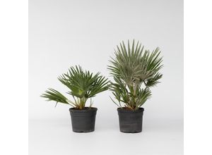 7428476292157 - Plant in a Box - Vulkan Zwergpalme - 2 Stk - Chamaerops Vulcano - Höhe 35-45cm - Topf 19cm