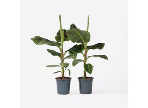 7428476456733 - Plant in a Box - Bananenpflanze - 2 Stk - Musa Dwarf Cavendish - Höhe 90-100cm - Topf 21cm