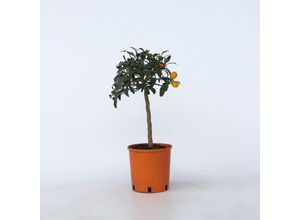 7428476466893 - Plant in a Box - Zitrusbaum - 2 Stk - Citrus microcarpa fortunella Kumquat - Höhe 50-60cm - Topf 19cm