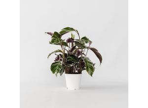 7428476491833 - Plant in a Box - Korbmarante - Calathea Lietzei White Fusion - Höhe 30-40cm - Topf 14cm