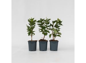 7428476512750 - Plant in a Box - Flieder - 6er Set - Syringa Ludwig Michel Lemoine - Höhe 25-40cm - Topf 17cm