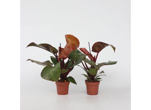 7428476564933 - Plant in a Box - Baumfreund - 2 Stk - Philodendron Sun Light - Höhe 20-30cm - Topf 12cm