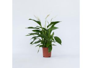 7428476565381 - Plant in a Box - Friedenslilie - Einblatt - Spathiphyllum Lima - Höhe 60-75cm - Topf 17cm