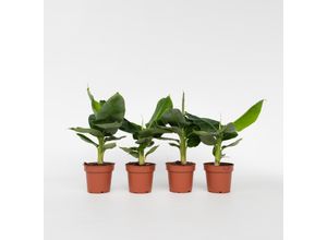 7428476580834 - Plant in a Box - Bananenpflanze - 4 Stk - Musa Oriental Dwarf - Höhe 25-40cm - Topf 12cm