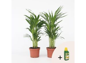 7428476581237 - Plant in a Box - Goldfruchtpalme - 2 Stk - Dypsis lutescens - Höhe 60-70cm - Topf 17cm