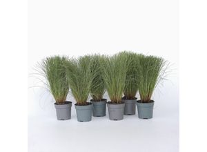 7428476601041 - Plant in a Box - Federgras - 9 Stk - Stipa tenuifolia Pony Tails - Höhe 20-30cm - Topf 9cm