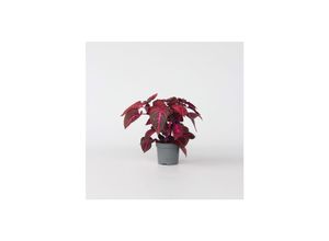 7428476610067 - Plant in a Box - Blutblatt - Iresine herbstii - Höhe 20-30cm - Topf 13cm