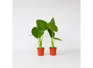 7428476672201 - Plant in a Box - Alokasie - 2 Stk - Alocasia Odora - Höhe 55-75cm - Topf 17cm