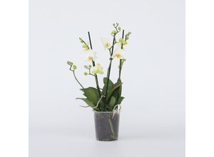 7428476688578 - Plant in a Box - Schmetterlingsorchidee - Phalaenopsis Multiflora - Höhe 35-45cm - Topf 12cm