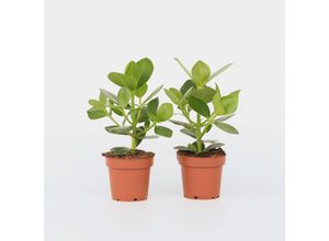 7428476724863 - Plant in a Box - Balsamapfel - 4 Stk - Clusia rosea Princess - Höhe 25-35cm - Topf 12cm