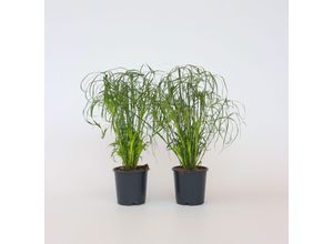 7428476747510 - Plant in a Box - Regenschirm segge - 4 Stk - Cyperus alternifolius - Höhe 40-50cm - Topf 14cm