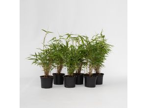 7428476772574 - Plant in a Box - Bambus - 6 Stk - Fargesia rufa - Höhe 25-40cm - Topf 13cm