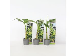 7428476883850 - Plant in a Box - Bananenpflanze - 6 Stk - Musa basjoo - Höhe 25-40cm - Topf 9cm