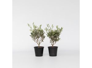 7428476936594 - Plant in a Box - Olivenstrauch - 4 Stk - Olea europaea - Höhe 25-40cm - Topf 14cm