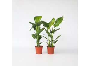 7428476949716 - Plant in a Box - Paradiesvogelblume - 2 Stk - Strelitzie nicolai - Höhe 55-70cm - Topf 17cm