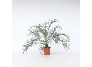 7428476966546 - Plant in a Box - Zwergdattelpalme - Phoenix roebelenii - Höhe 80-90cm - Topf 21cm