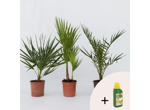 7428477043680 - Plant in a Box - Gartenpalmen - 3 Stk - PhoenixChamaeropsWashingtonia - Höhe 50-70cm - Topf 15cm