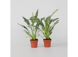 7428477093555 - Plant in a Box - Friedenslilie - Einblatt - 2 Stk - Spathiphyllum Diamond - Höhe 40-50cm - Topf 12cm