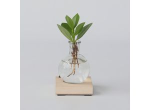 7428477128639 - Plant in a Box - Kleiner Balsamapfel im Glas mit Licht - Clusia rosea - Höhe 15-20cm - Topf 8cm