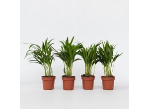 7428477543562 - Plant in a Box - Goldfruchtpalme - 4 Stk - Dypsis lutescens - Höhe 30-45cm - Topf 12cm