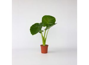 7428477549663 - Plant in a Box - Alokasie - Alocasia Odora - Höhe 55-75cm - Topf 17cm