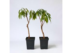 7428477621321 - Plant in a Box - Pfirsichbaum - 2 Stk - Prunus Bonanza - Höhe 60-70cm - Topf 15cm