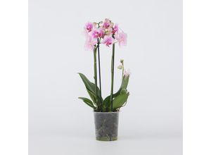 7428477733697 - Plant in a Box - Schmetterlingsorchidee - Phalaenopsis Multiflora - Höhe 35-45cm - Topf 12cm