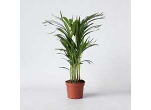 7428477832147 - Plant in a Box - Goldfruchtpalme - Dypsis lutescens - Höhe 60-70cm - Topf 17cm