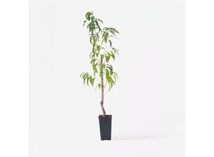 7428477956966 - Plant in a Box - Pfirsichbaum - Prunus persica Saturne - Höhe 60-70cm - Topf 15cm