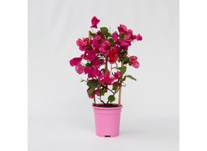 7428478131485 - Plant in a Box - Bougainville - Bougainvillea Dania - Höhe 50-60cm - Topf 17cm