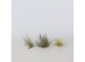 7428478164414 - Plant in a Box - Mischung Tillandsien - 3 Stk - Tillandsia - Höhe 5-15cm - Topf 5cm