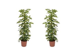 7428478237590 - Plant in a Box - Strahlenaralie - 2 Stk - Schefflera Dalton - Höhe 90-100cm - Topf 21cm