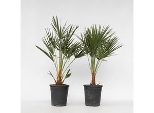 7428478308412 - Plant in a Box - Bergpalme - 2 Stk - Chamaerops humilis - Höhe 70-80cm - Topf 21cm