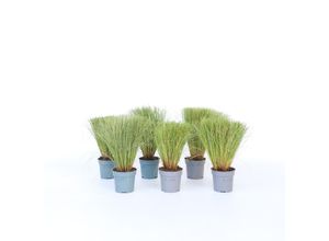 7428478317391 - Plant in a Box - Neuseeland-Segge - 6 Stk - Carex Amazon Mist - Höhe 15-25cm - Topf 11cm