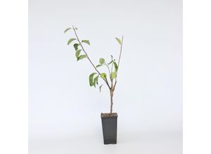 7428478367037 - Plant in a Box - Apfelbaum mit 3 Apfelsorten in einem Baum - 2er Set - Höhe 60-70 cm - Topf 17cm