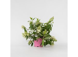 7428478380647 - Plant in a Box - Hortensie - Hydrangea paniculata Confetti - Höhe 25-40cm - Topf 19cm