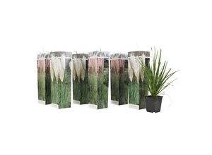 7428478449580 - Plant in a Box - Pampasgräser - 6 Stk - Cortaderia selloana - Höhe 25-40cm - Topf 9cm