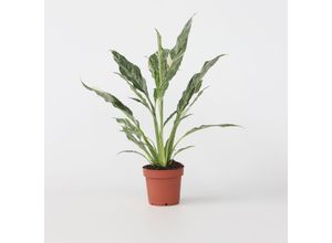 7428478556554 - Plant in a Box - Friedenslilie - Einblatt - Spathiphyllum Diamond - Höhe 40-50cm - Topf 12cm